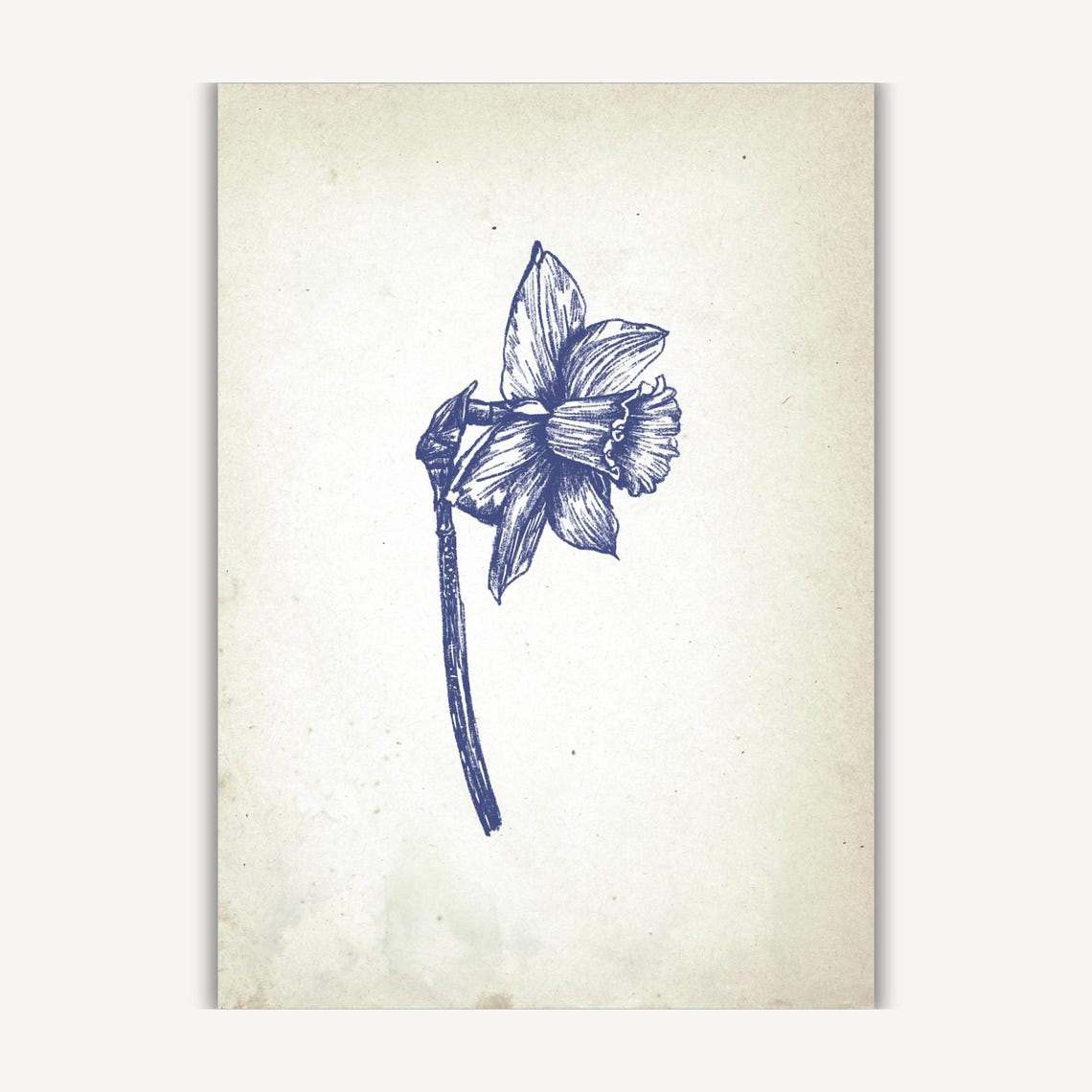 Side View Daffodil in Vintage Blue Botanical Ink Sketch Poster - Image 3