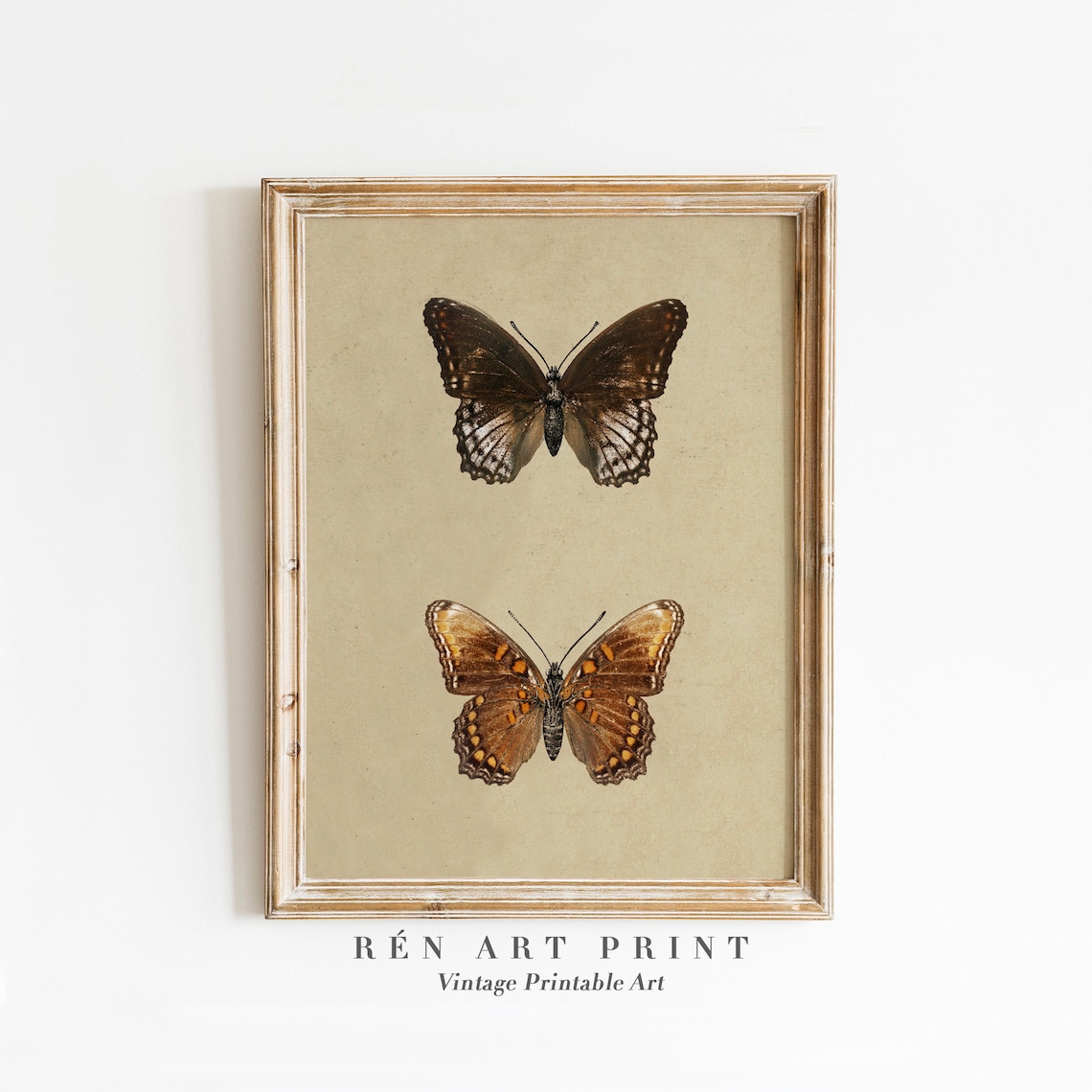 Vintage Butterfly and Moth Drawing, Farmhouse Art Print