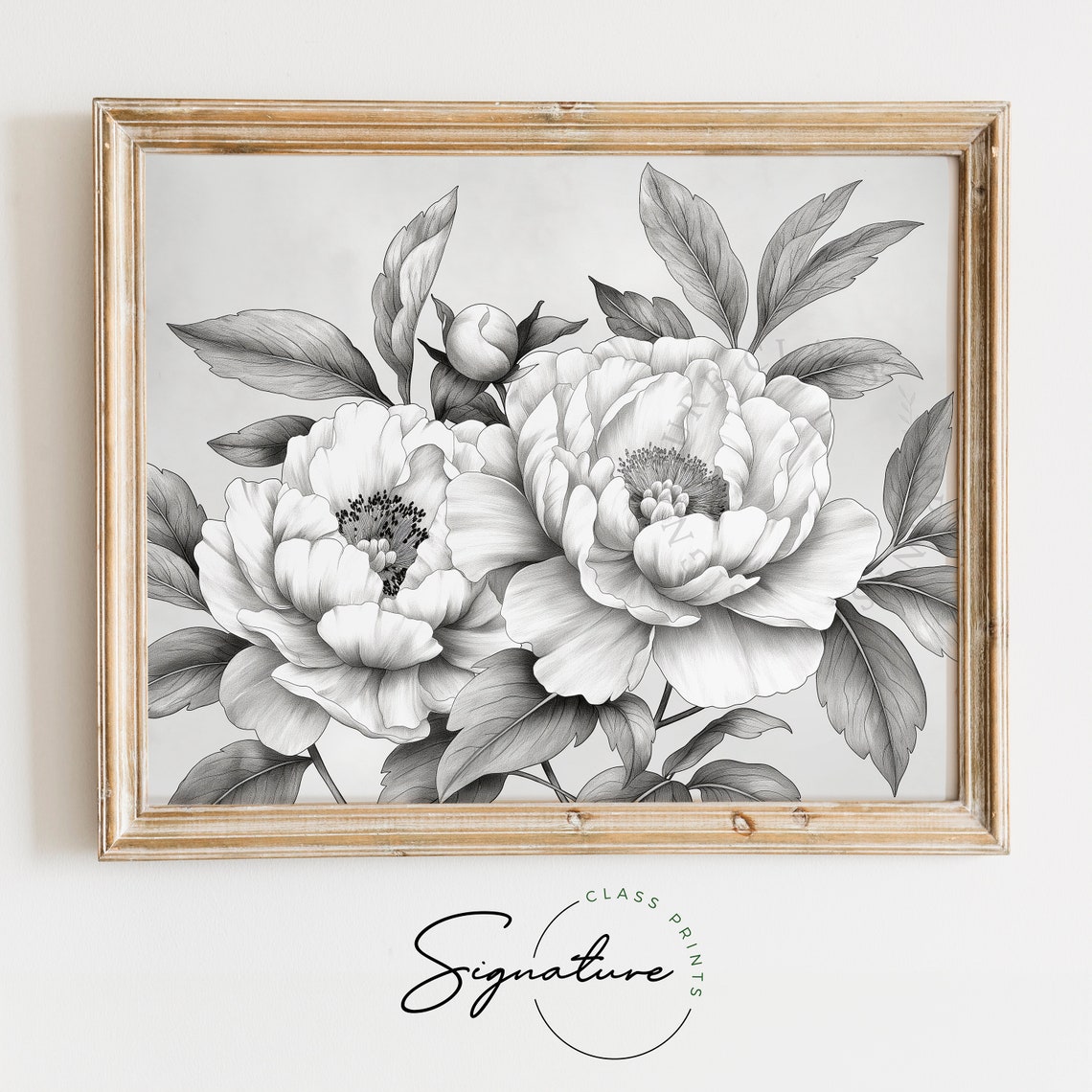 Peonies In Full Bloom Detailed Gray Pencil Botanical Sketch Poster