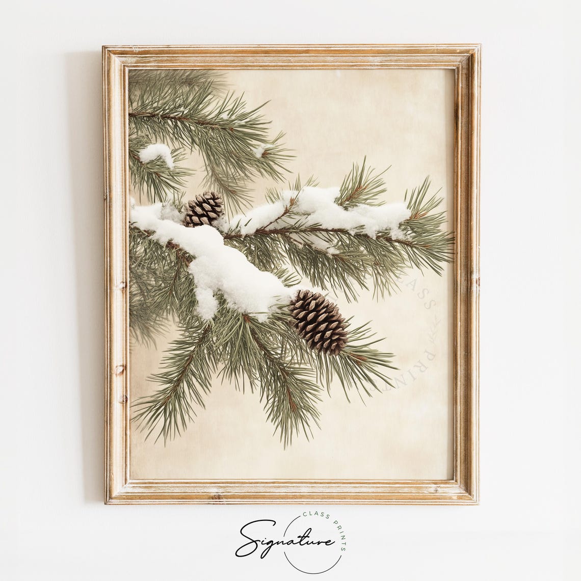 Snow Covered Pine Branch With Pinecones Winter Botanical Art Poster