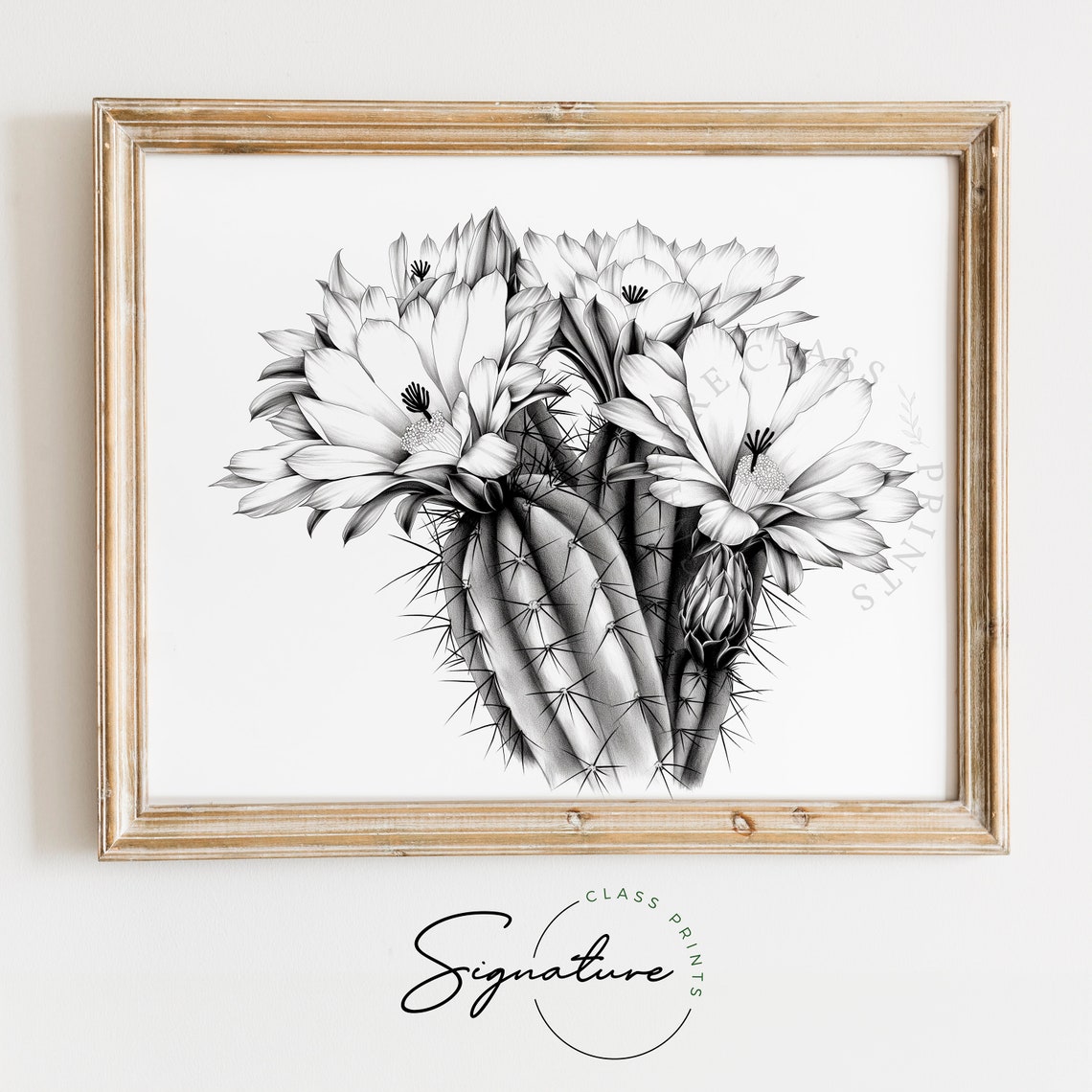 Blooming Cactus Flowers Black And White Botanical Sketch Art Poster