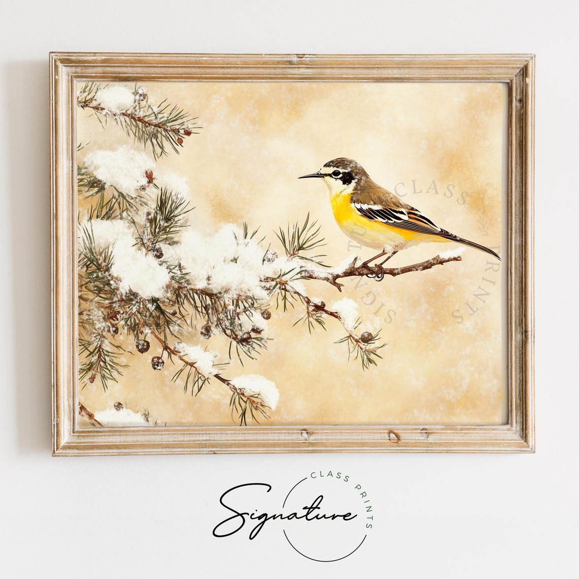 Yellow Wagtail on Snow Dusted Juniper Branch Winter Bird Poster