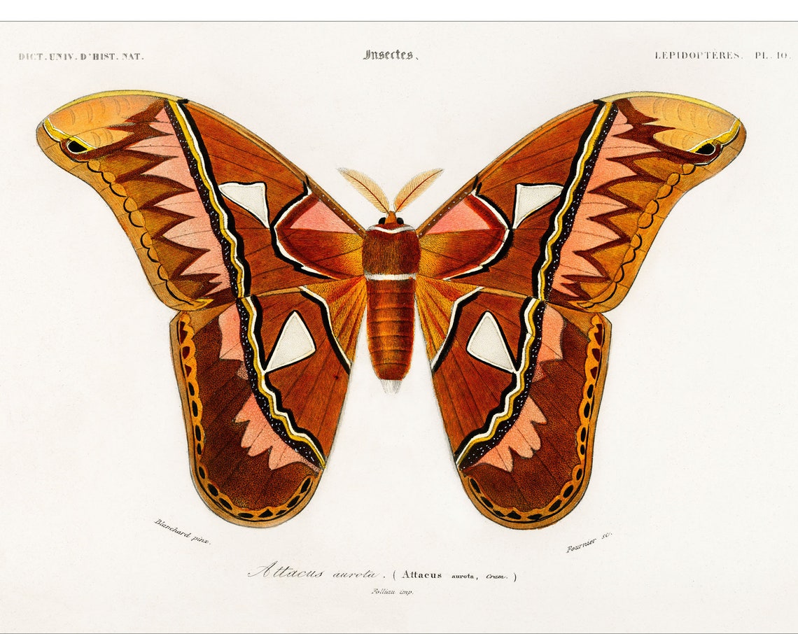 Attacus Aurata Giant Silk Moth 1892 Antique Entomology Art Poster