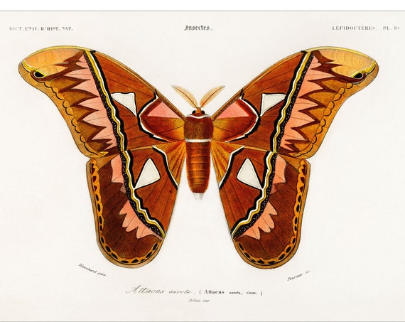 Butterfly 1892 Antique Lithograph By Charles Dessalines D Orbigny Giclee Print Framedunframed