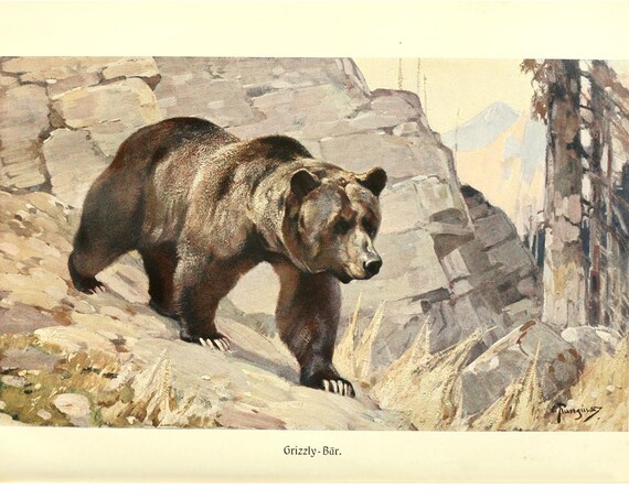Grizzly Bear Vintage Lithograph, Wildlife Art Print