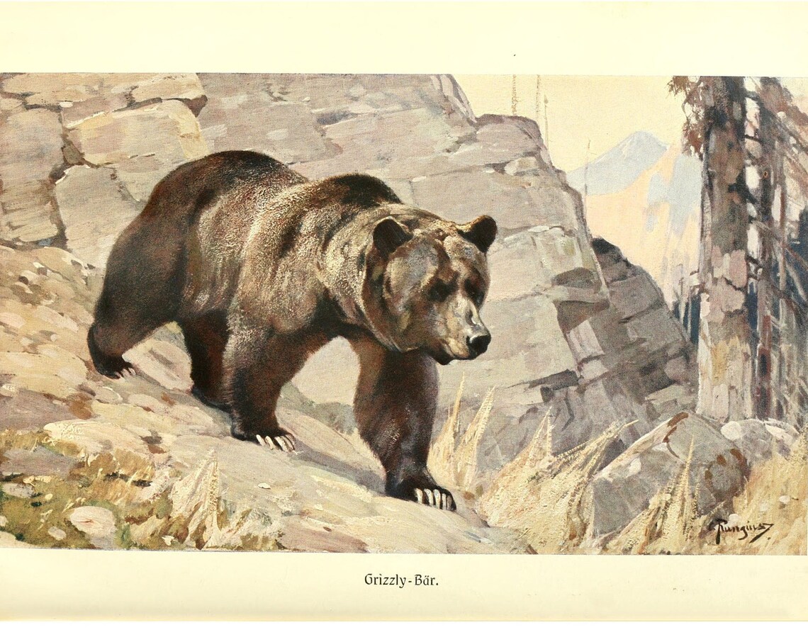Grizzly Bear Vintage Lithograph, Wildlife Art Print