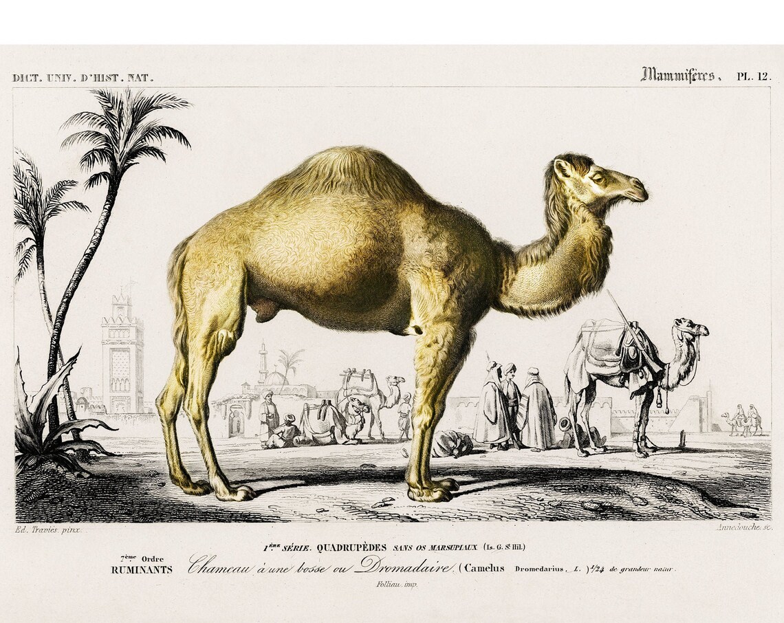 Dromedary Camel Caravan 1892 Antique Natural History Mammal Poster
