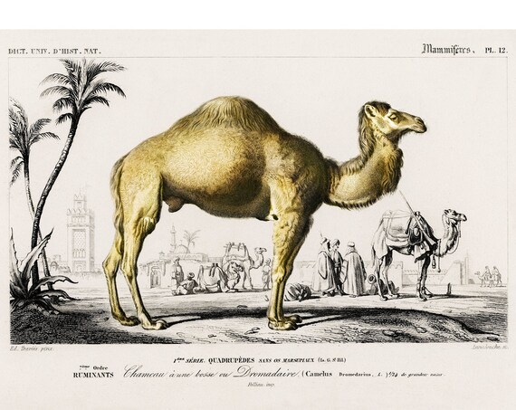 Dromedary Camel Caravan 1892 Antique Natural History Mammal Poster