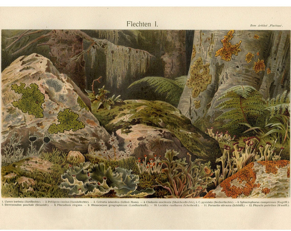 Flechten Lichen Antique German Botanical Lithograph Forest Art Poster