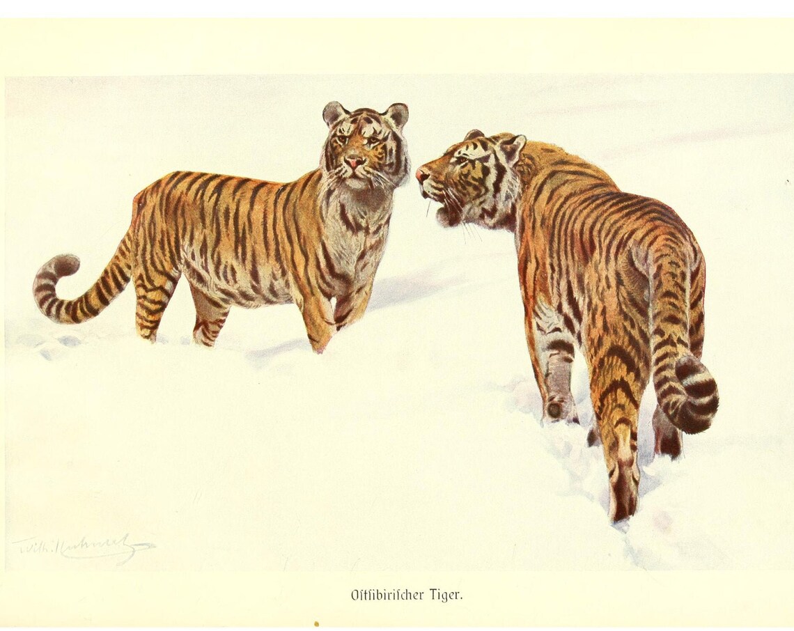 Siberian Tiger Antique Lithograph, Alfred Brehm