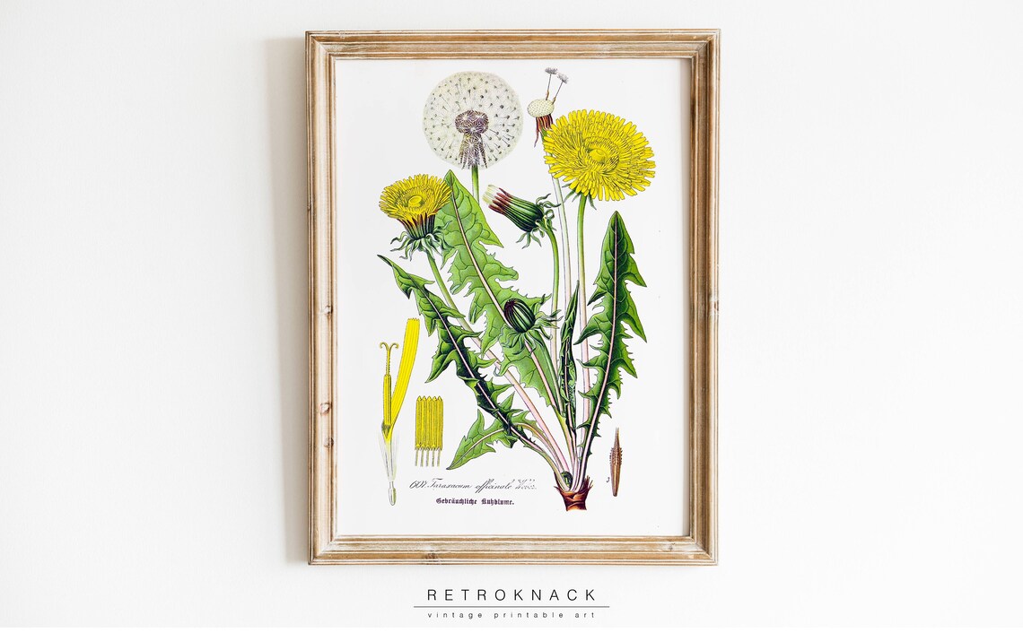 Dandelion Taraxacum Officinale Antique Botanical Illustration Poster - Image 3