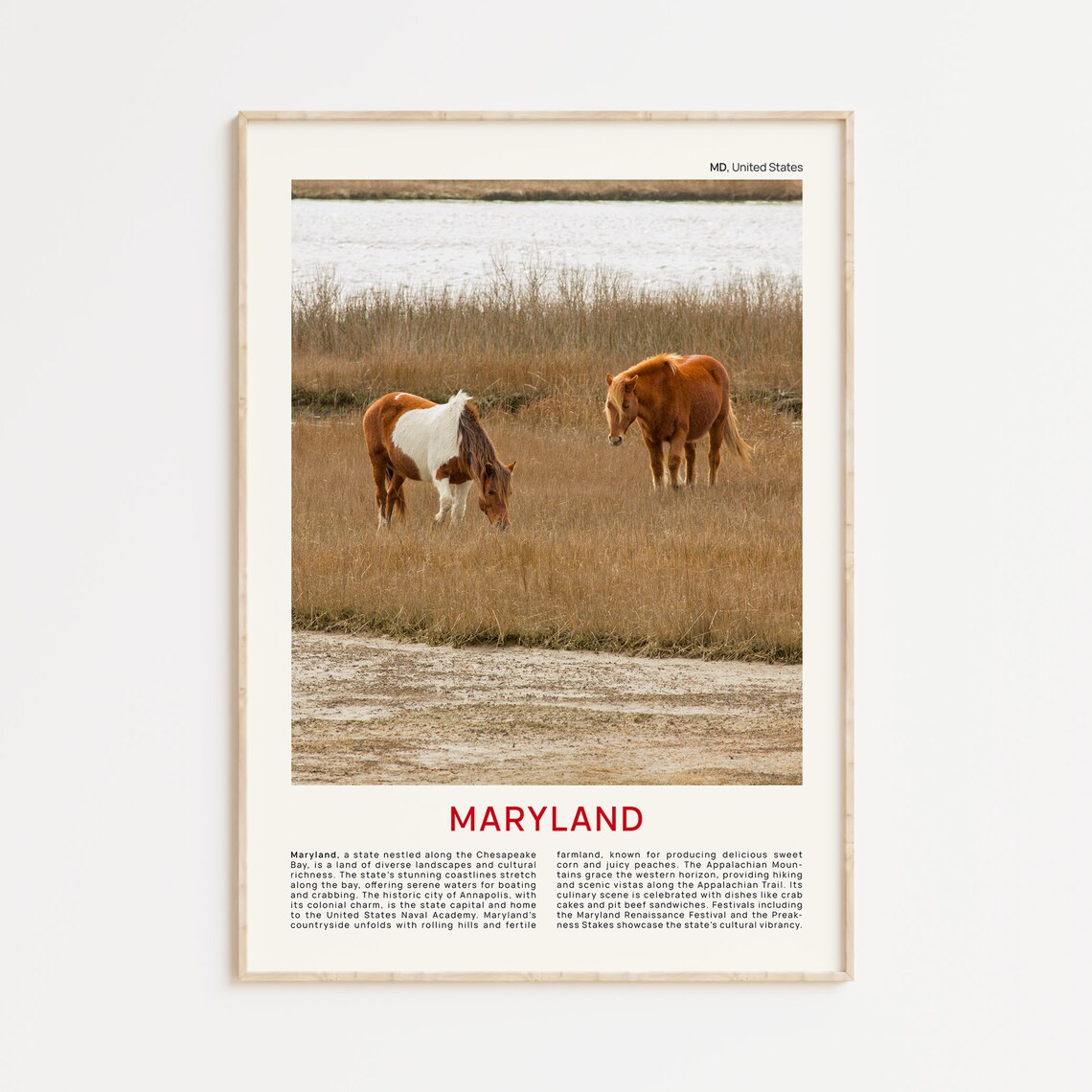 Maryland Wild Horses Golden Salt Marsh Coastal Wildlife Photo Poster