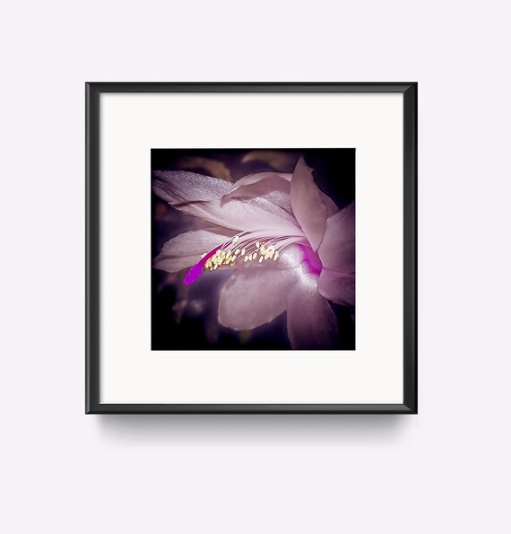 White Cactus Flower Bloom Botanical Macro No 2 Dark Art Poster