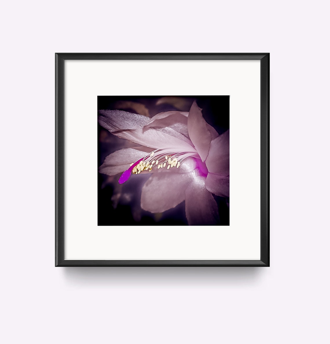 White Cactus Flower Bloom Botanical Macro No 2 Dark Art Poster