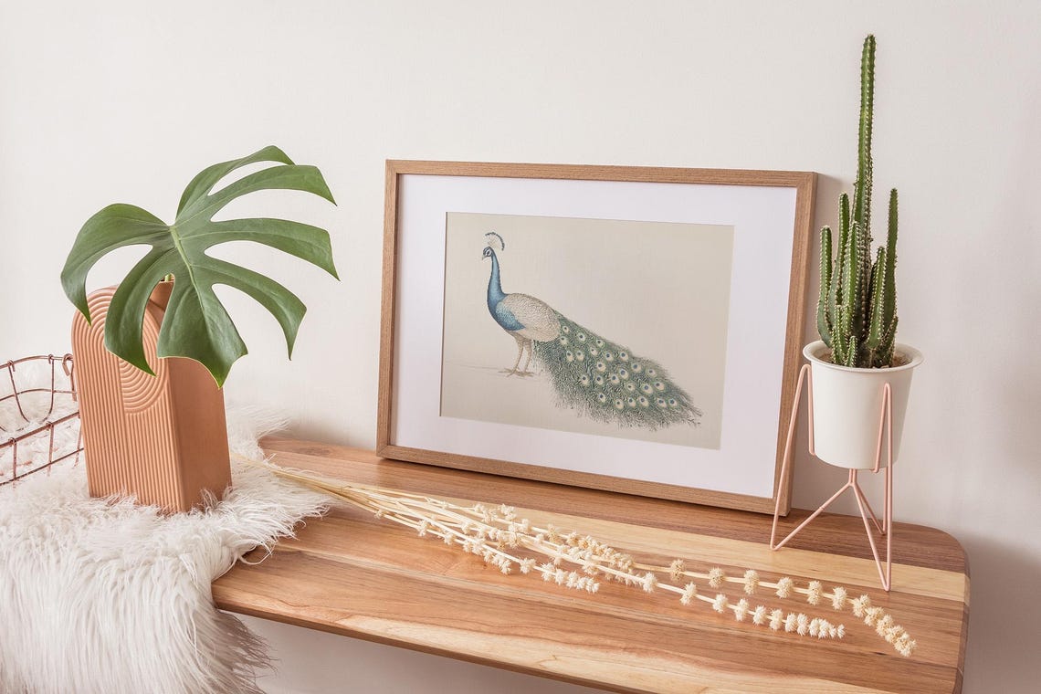 Elegant Peacock Vintage Bird Illustration Ornate Tail Feather Poster - Image 2