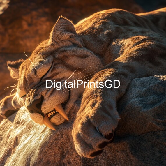 Peaceful Sleeping Saber Toothed Cat Resting on Warm Rocks Poster