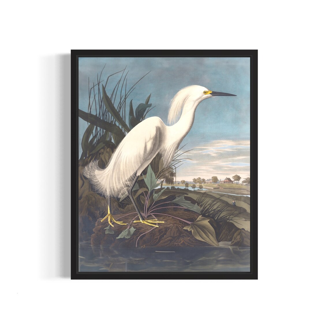 Snowy White Egret Wading in Marsh Vintage Naturalist Bird Art Print