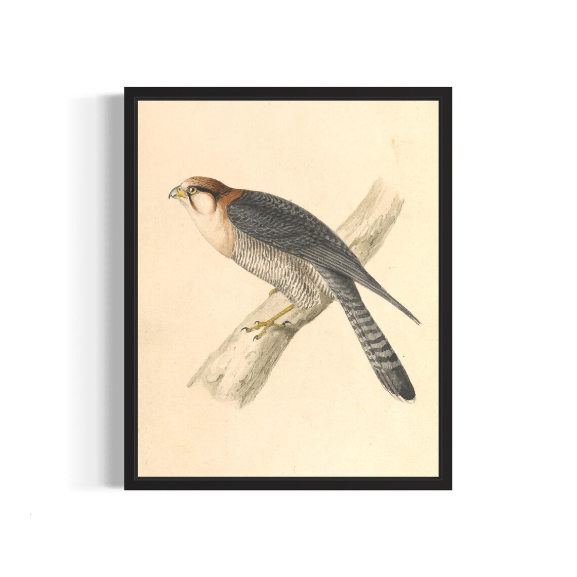 Rufous Necked Falcon Perched on Branch Vintage Naturalist Art Print