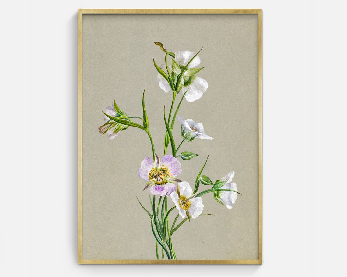 Vintage Botanical Wildflower Painting White Lavender Flower Art Print