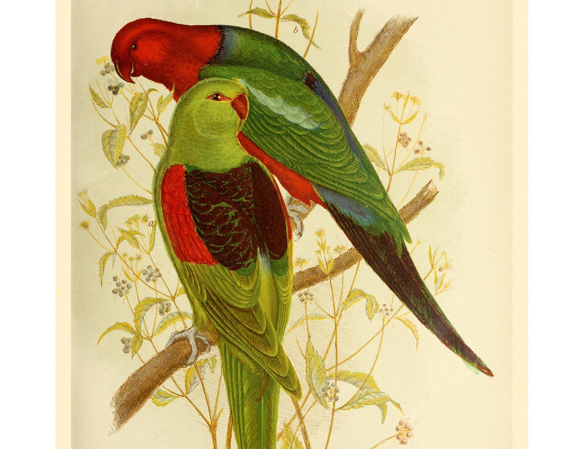 Red Winged Lorikeets Art Print