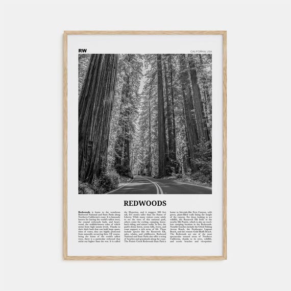 Redwoods Black And White California Travel Poster