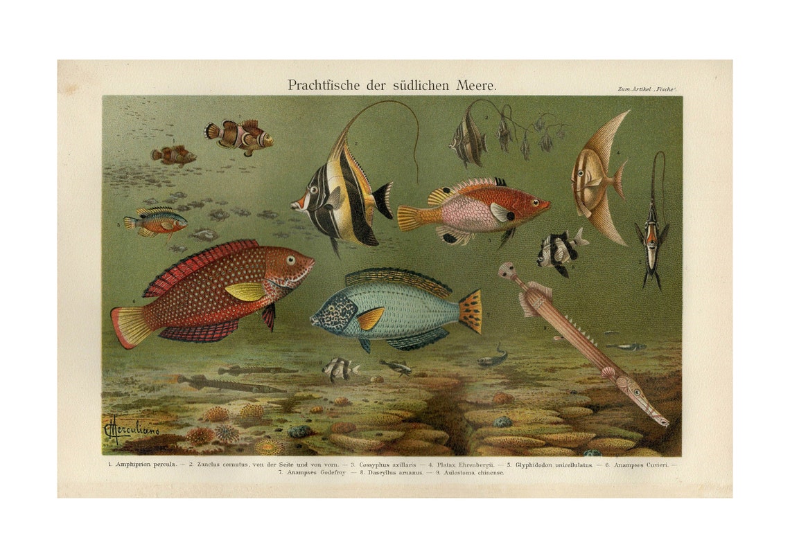 Prachtfische der südlichen Meere Antique Fishes Lithograph Poster