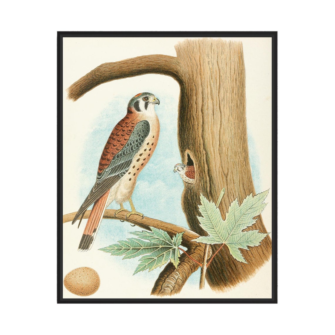 1882 Sparrow Hawk by the Nest Hollow with Egg Vintage Bird Poster