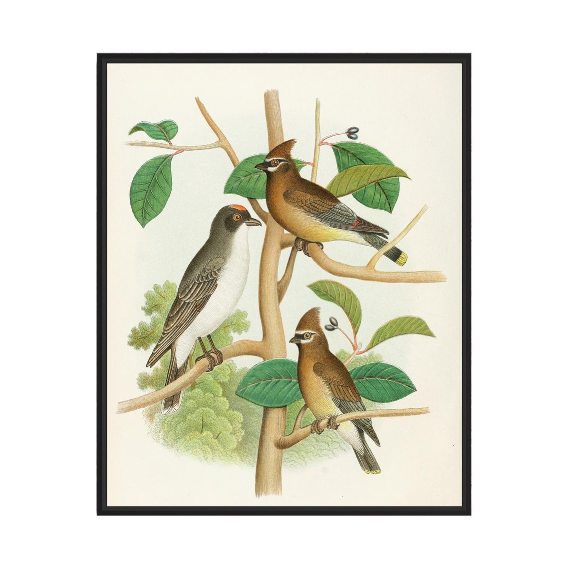 Cedar Waxwing and Kingbird on the Branch Vintage Bird Art Poster