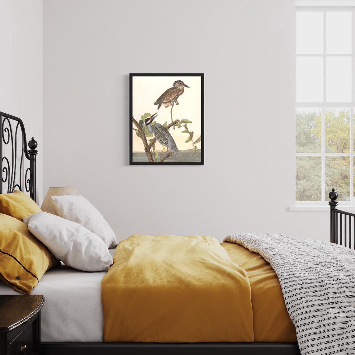 Yellow Crowned Night Heron Audubon Style Vintage Bird Pair Art Poster - Image 3