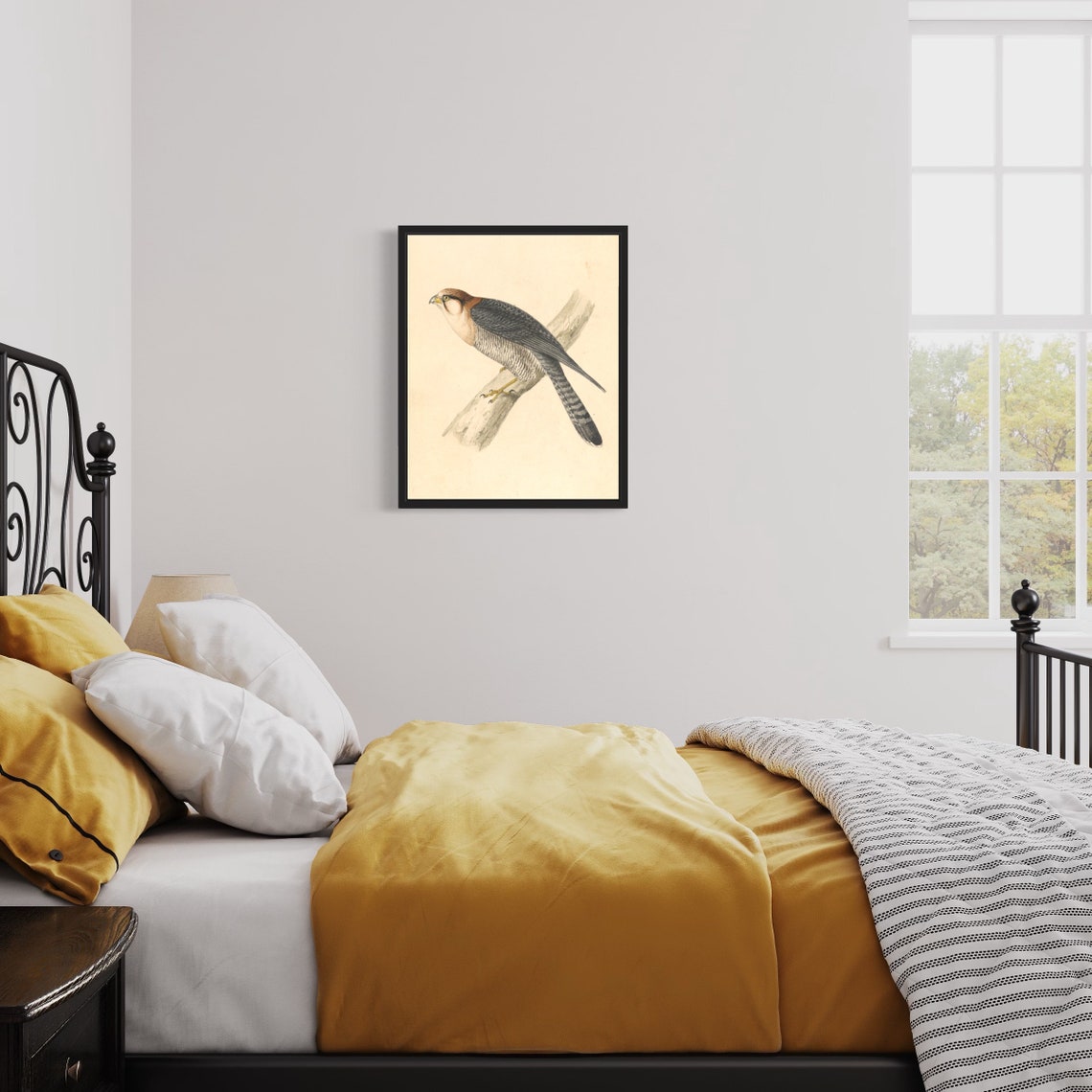 Rufous Necked Falcon Perched on Branch Vintage Naturalist Art Print - Image 2