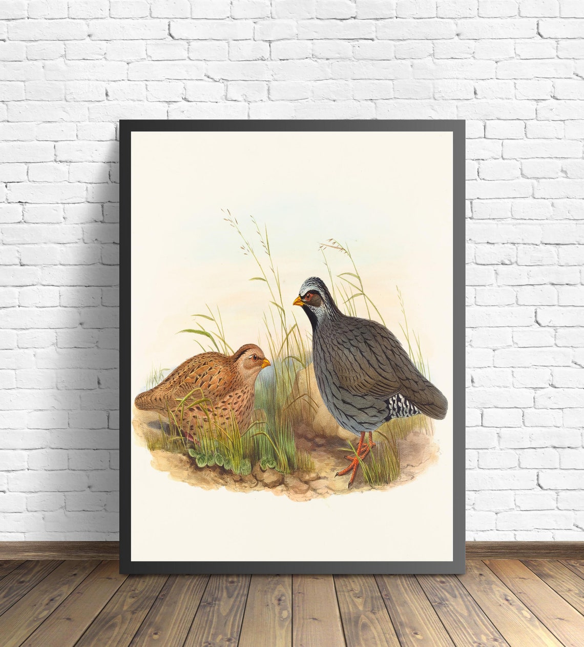 Grey Francolin Pair Vintage Ornithological Bird Illustration Poster - Image 2