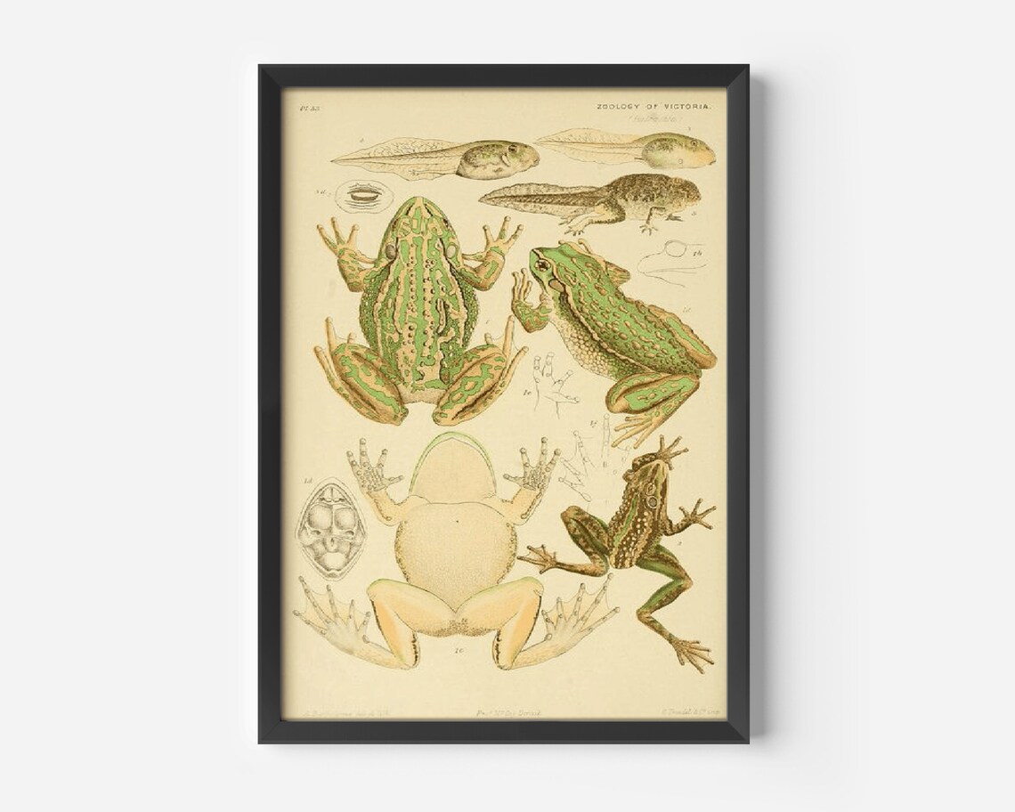 Vintage Zoology of Victoria Frogs Tadpoles Scientific Illustration Poster - Image 4