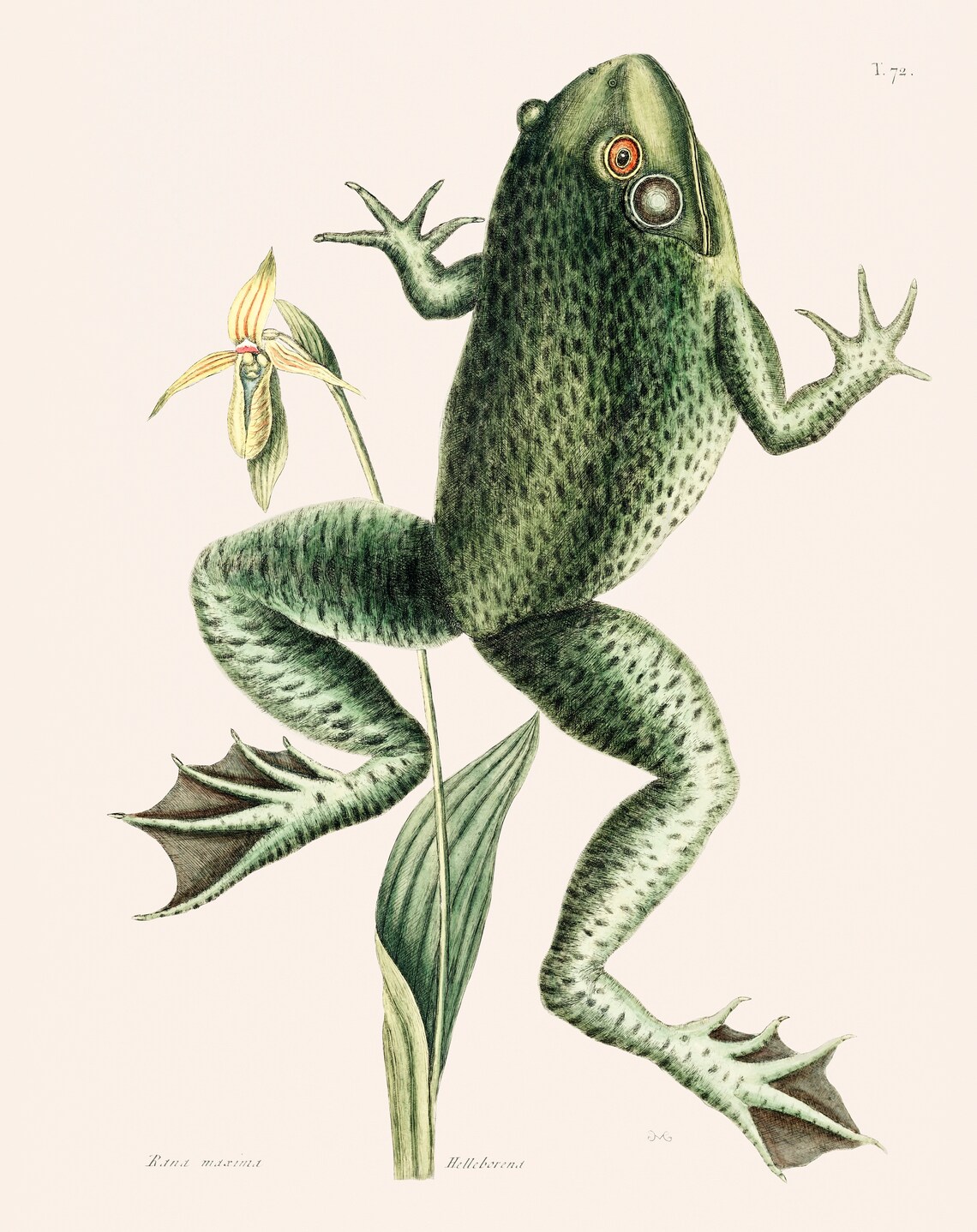 Rana Maxima Green Frog Vintage Natural History Engraving Poster - Image 4