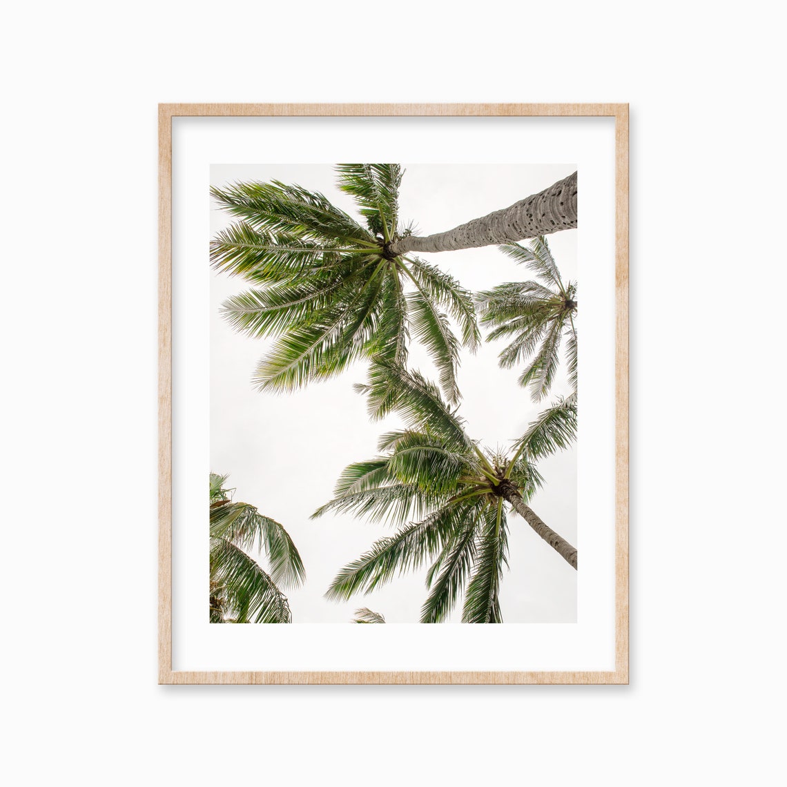 Palm Tree Crowns Looking Up Tropical Canopy Sky Photo Poster