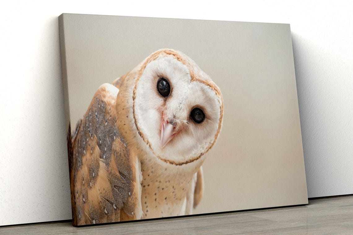Intimate Barn Owl Face Close-Up Wildlife Photography Canvas Wall Art