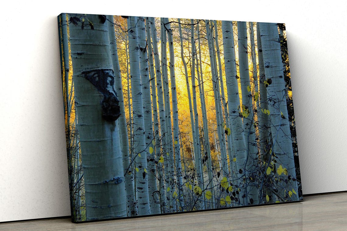 Aspen Forest Art - Image 5