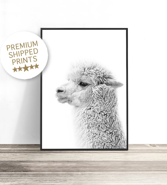 Black And White Alpaca Side Profile Minimal Animal Photography Art Print