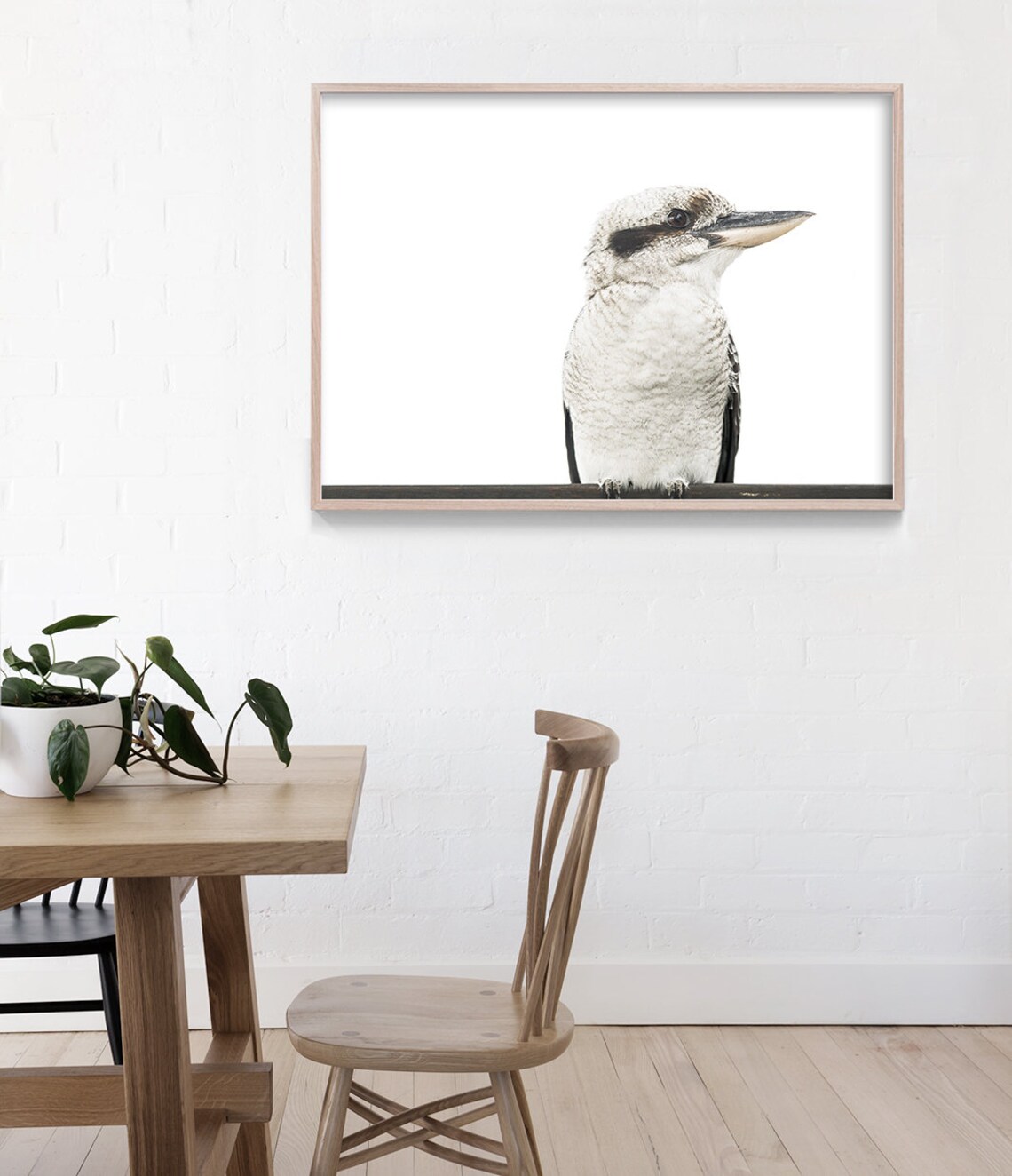 Kookaburra Bird Photography Print, Australian Native - Image 3