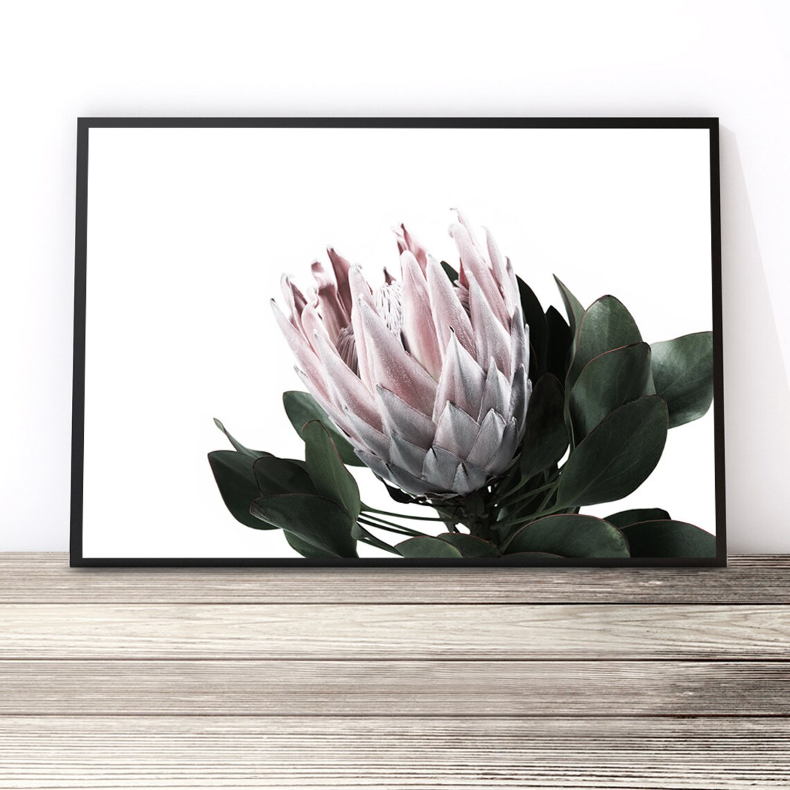 Protea Print, Australian Native Floral Art Print