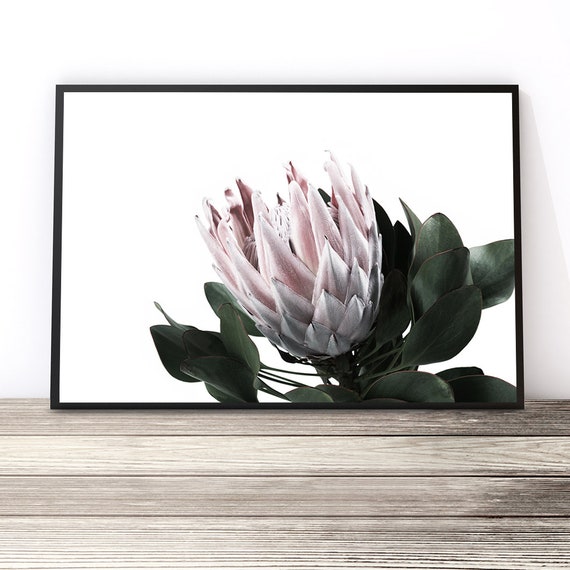 Protea Print, Australian Native Floral Art Print