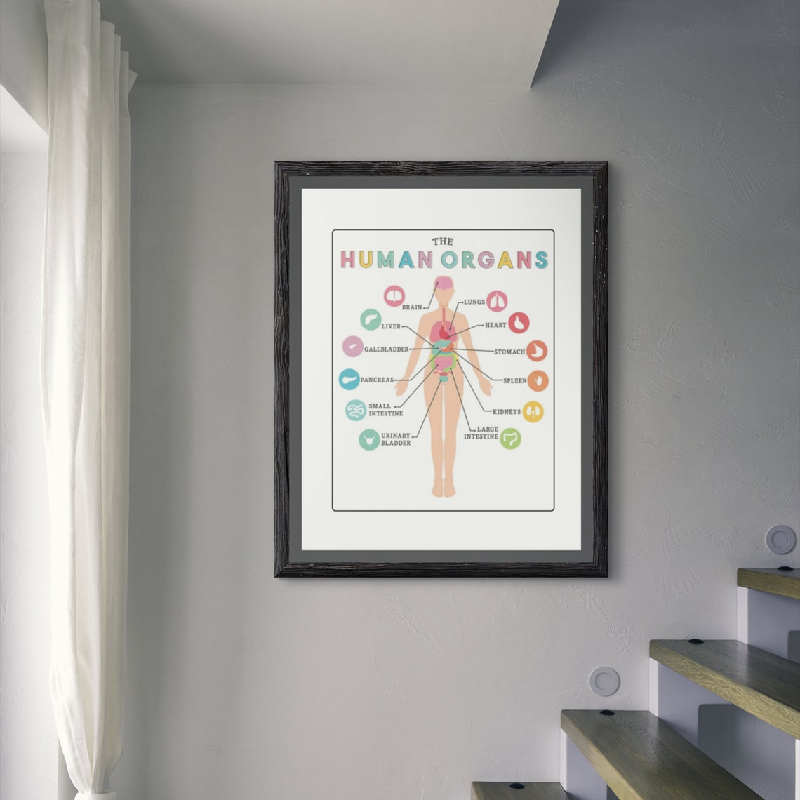 Human Organs Anatomy Chart Educational Science Classroom Poster - Image 7