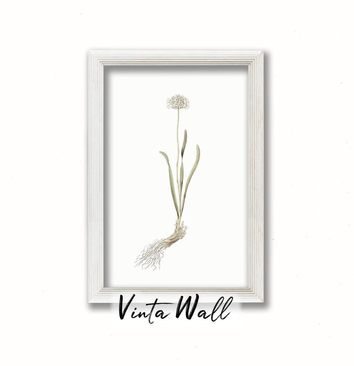 White Globe Allium Bloom Vintage Botanical Illustration Art Print - Image 3