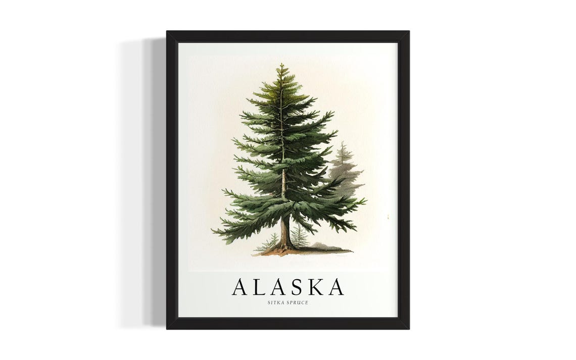 Alaska Sitka Spruce State Tree Botanical Watercolor Study Print