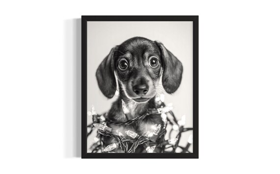 Sweet Dachshund Puppy Tangled In Glowing Christmas Lights Poster