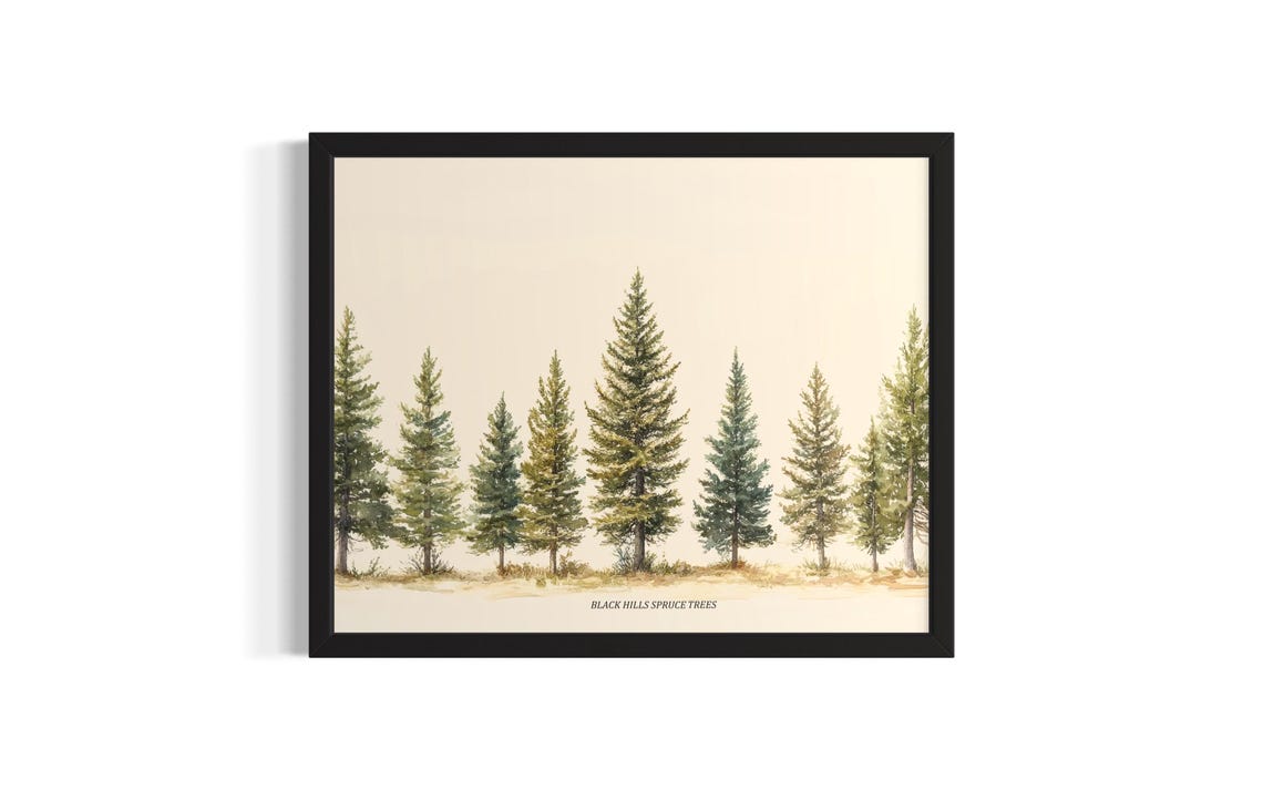 Black Hills Spruce Trees Watercolor Botanical Evergreen Poster