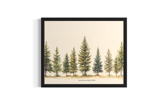 Black Hills Spruce Trees Poster Art Print Living Room Wall Original Painting Artwork Decor