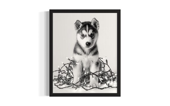 Adorable Siberian Husky Puppy Tangled In Christmas Lights Poster