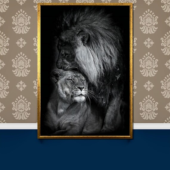 Tender Lion And Lioness Embrace In Dramatic Black And White Poster