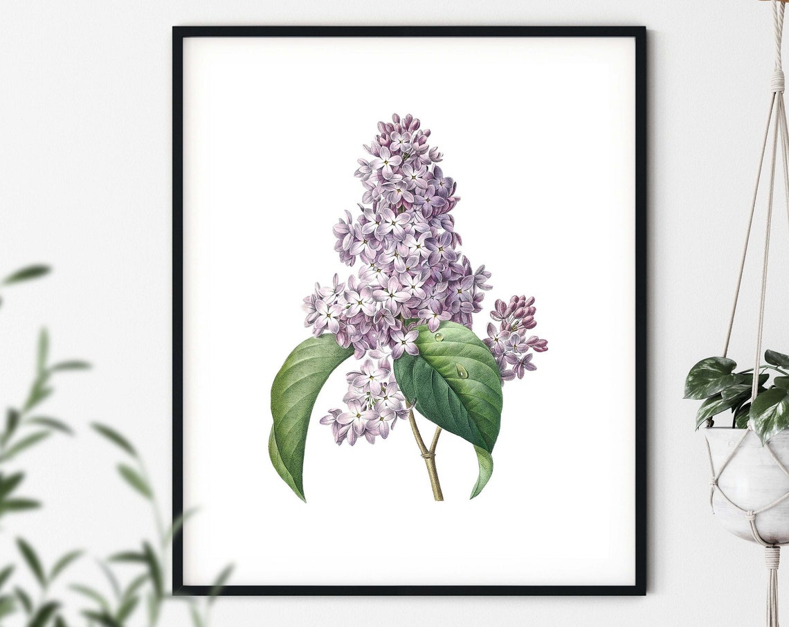 Purple Lilac Botanical Illustration Classic White Background Poster