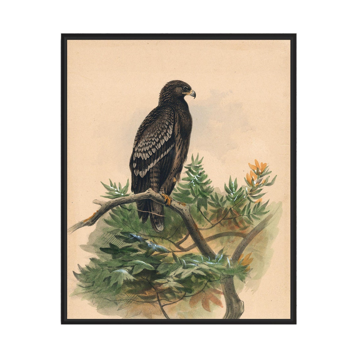 Spotted Eagle Perched on a Branch Vintage Ornithology Bird Poster